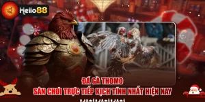 Đá Gà Thomo - Sân Chơi Trực Tiếp Kịch Tính Nhất Hiện Nay